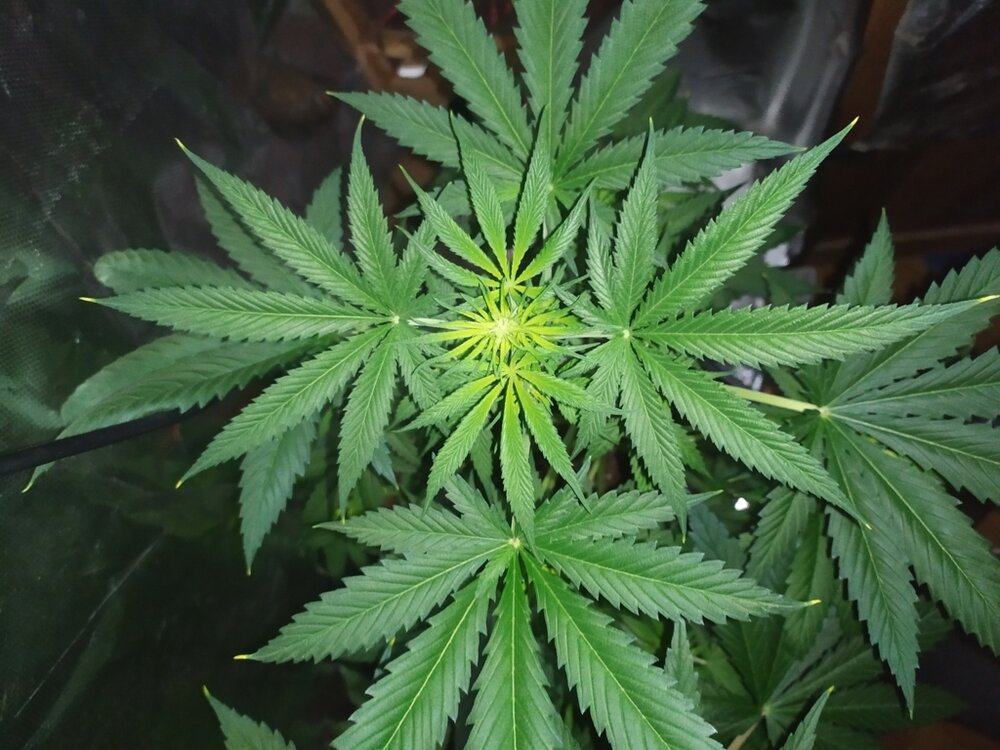 IMG_20200414_193846 (FILEminimizer).jpg