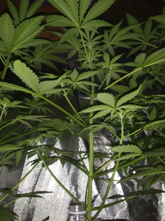 IMG_20200414_193904 (FILEminimizer).jpg