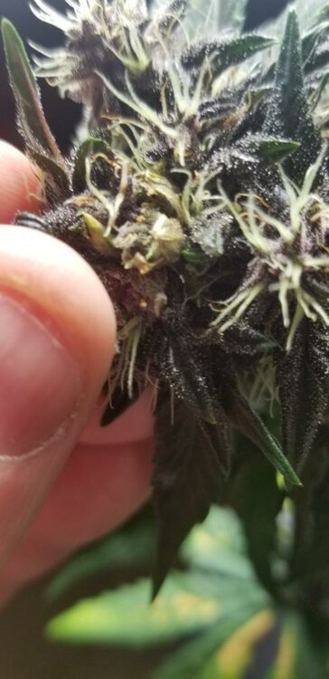 WhatsApp Image 2019-11-18 at 08.59.21.jpeg