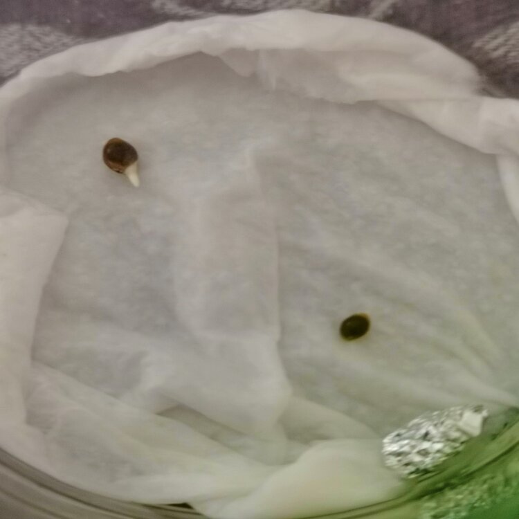 IMG_20201122_001518 (2).jpg