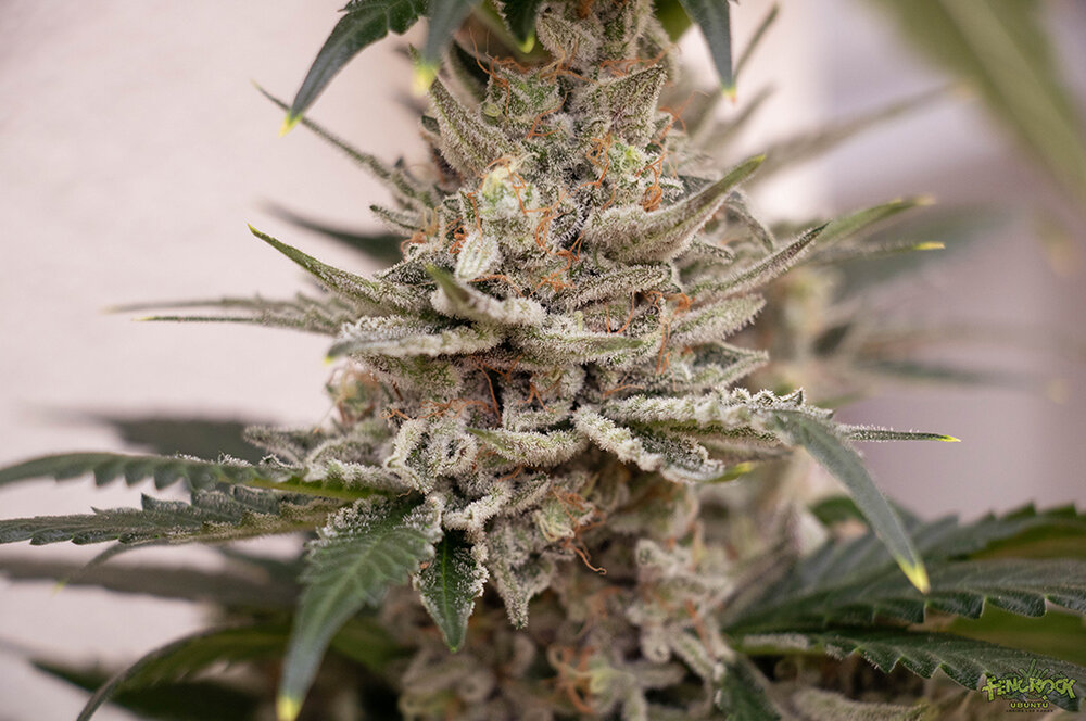 RED HOT COOKIES-6.jpg