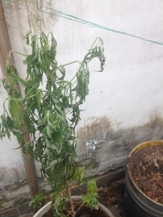 WhatsApp Image 2019-07-24 at 10.05.07 (3).jpeg