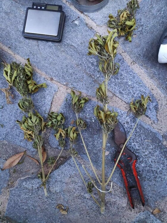 WhatsApp Image 2020-06-29 at 14.28.41 (1).jpeg