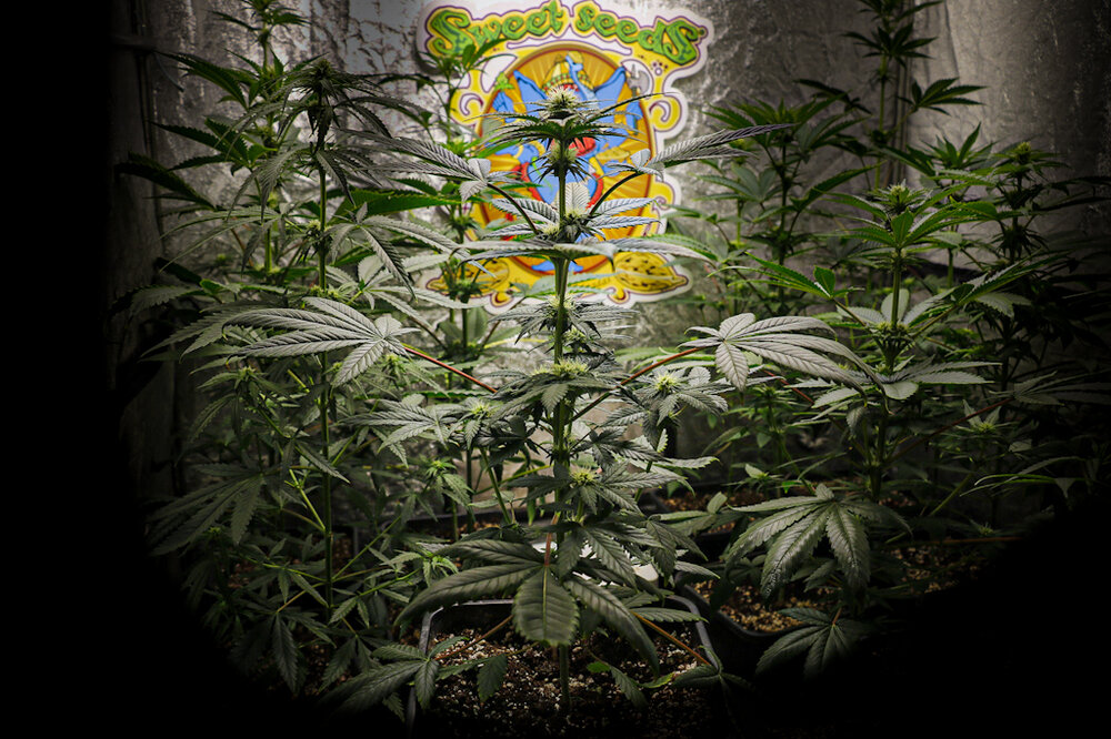 @HIDROPONICMAN-420 10.JPG