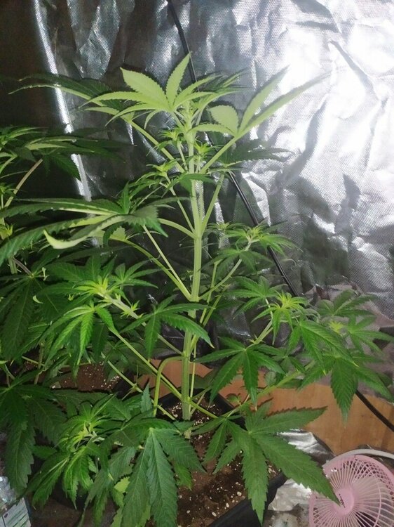 IMG_20200414_193810 (FILEminimizer).jpg