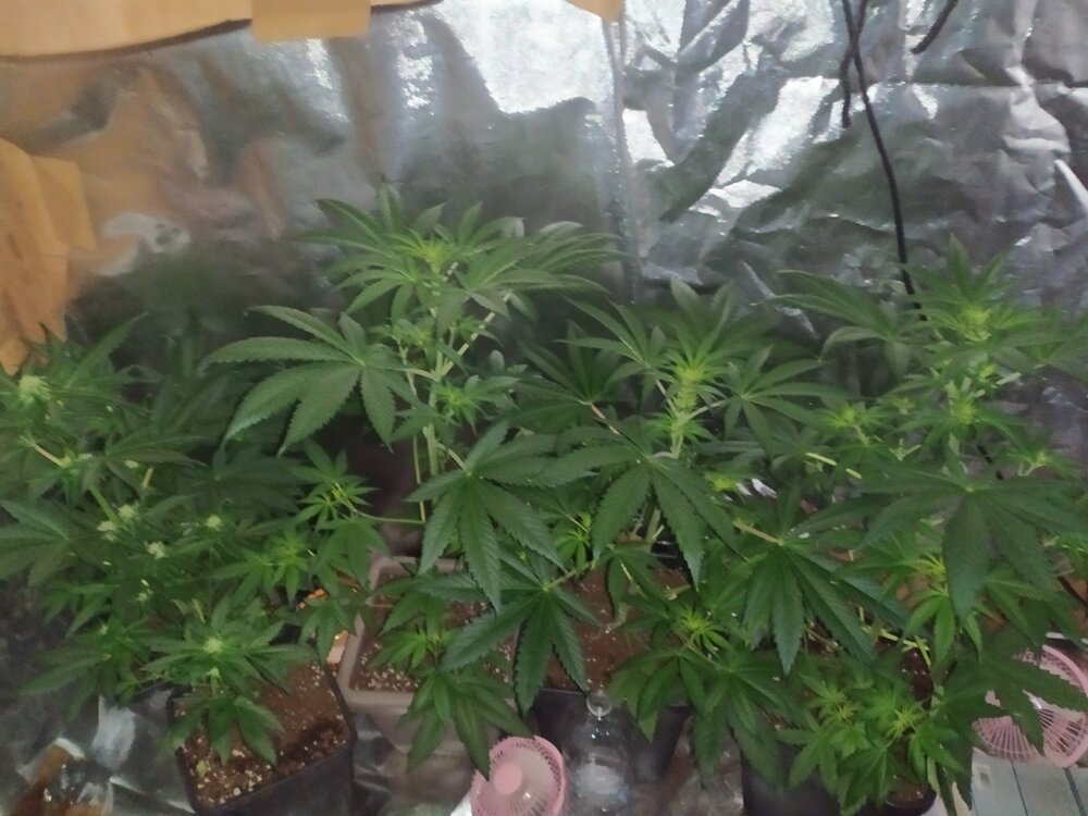 IMG_20200414_194432 (FILEminimizer).jpg