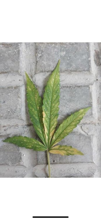 WhatsApp Image 2019-08-21 at 09.46.19.jpeg