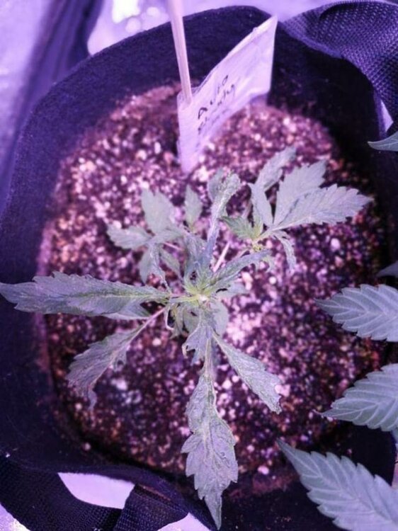 WhatsApp Image 2019-05-22 at 08.19.22.jpeg