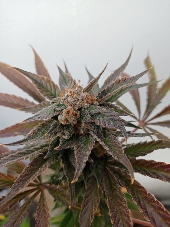 Tropicanna verde  (1).jpeg