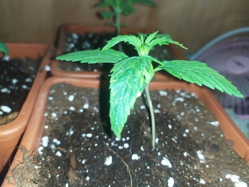 IMG_20200316_154750 (FILEminimizer).jpg