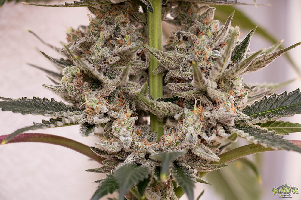 RED HOT COOKIES-7.jpg