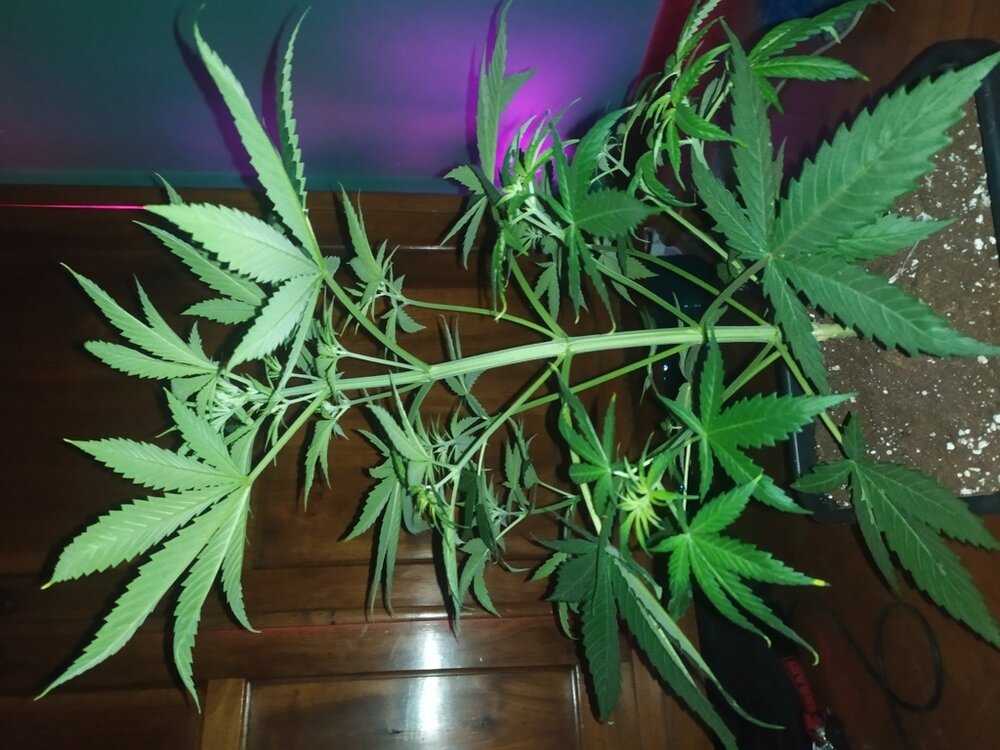 IMG_20200408_202524 (FILEminimizer).jpg