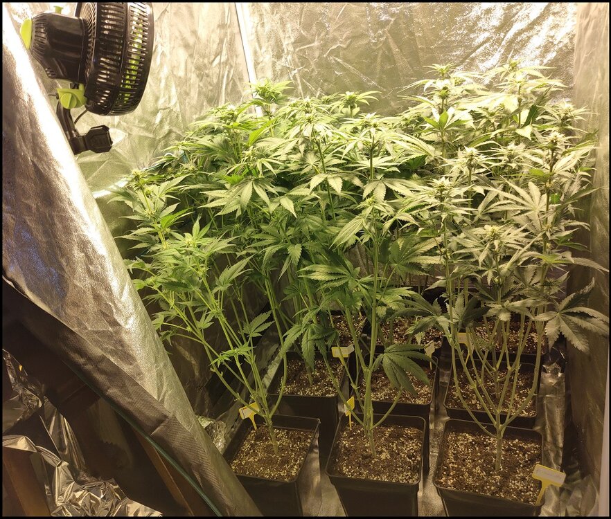 Floración 7.0.2.jpg