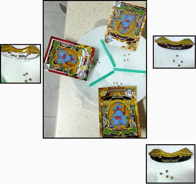 Germinación 1 JPEG.jpg