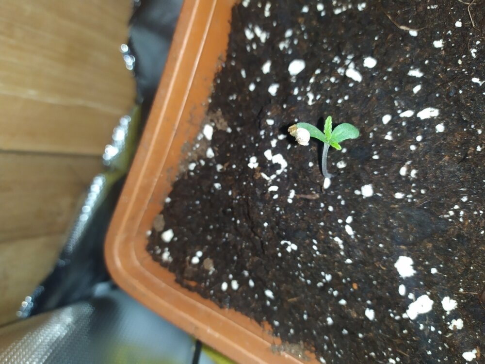 kk4 (FILEminimizer).jpg