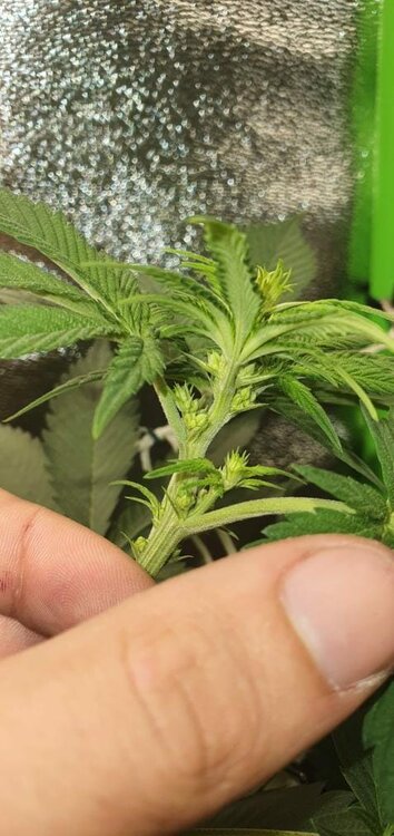 Tropicanna Poison F1Fv.jpg