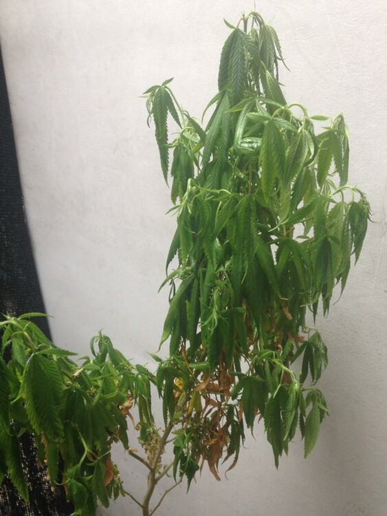 WhatsApp Image 2019-07-24 at 10.05.07.jpeg