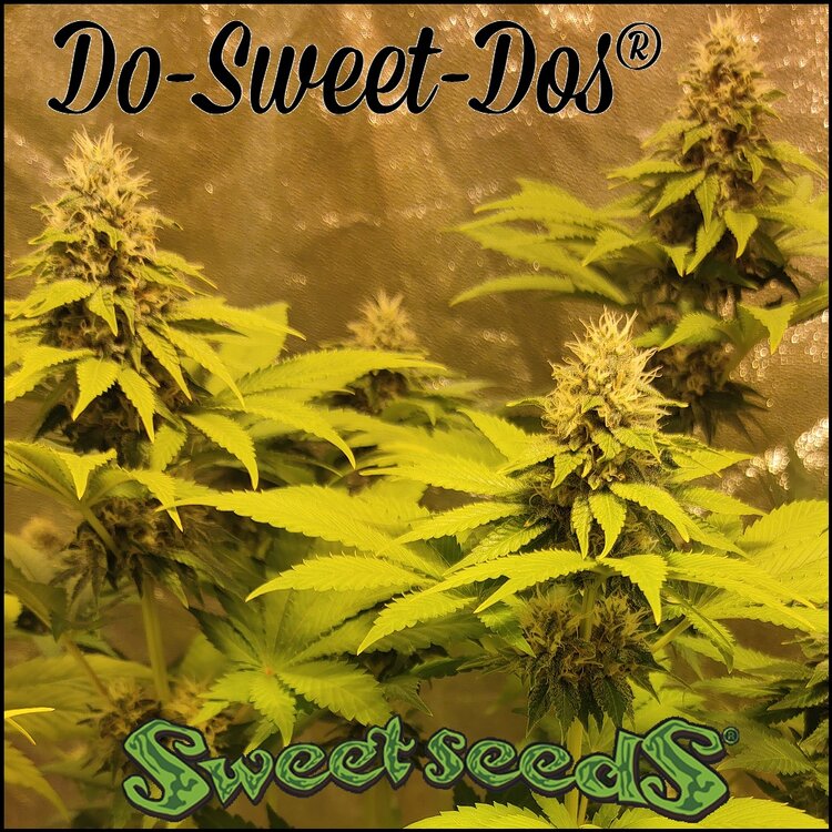 Floración 14.0.2.jpg