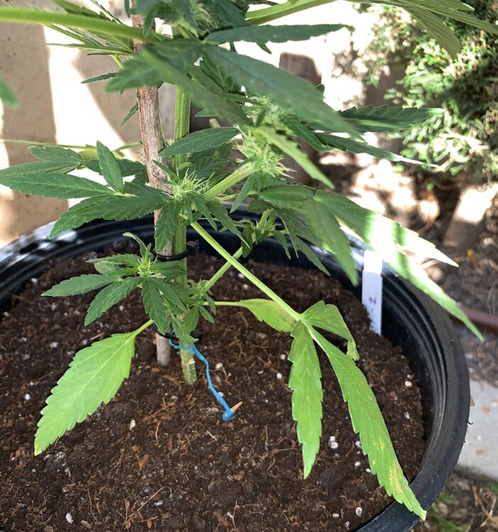 jack47-2 hoja 0_resize_3.jpg