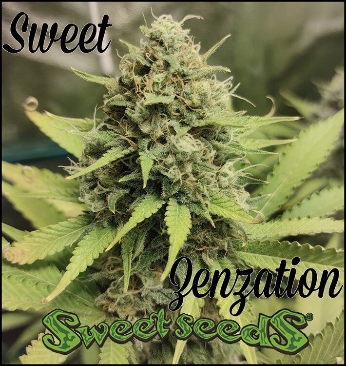 Floración 14.0.3.jpg