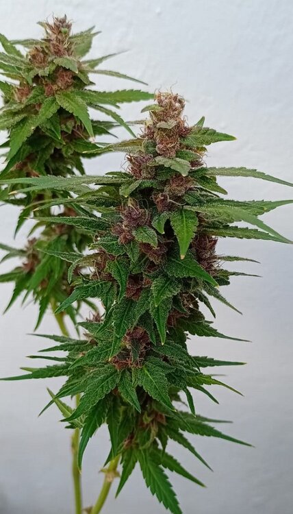 Tropicanna  (3).jpeg