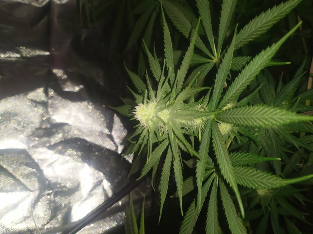 IMG_20200425_111308 (FILEminimizer).jpg