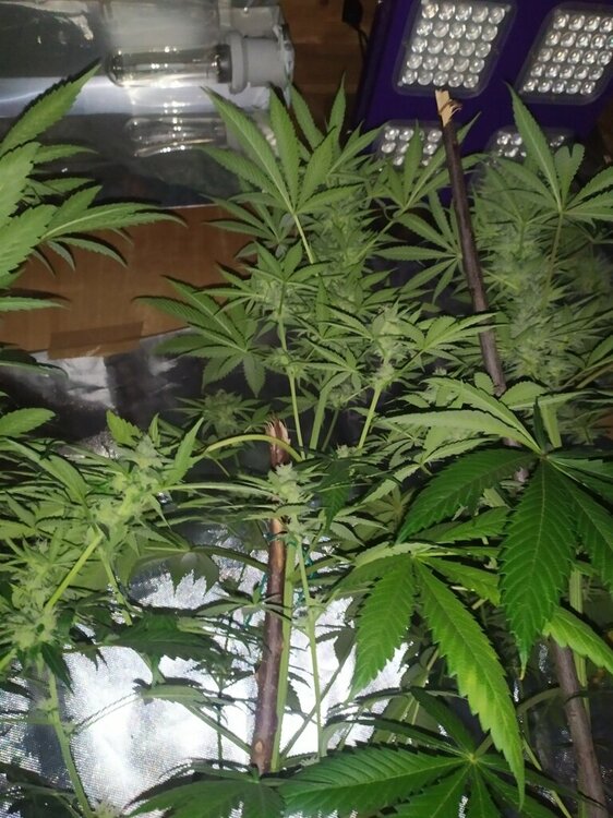 IMG_20200508_132459 (FILEminimizer).jpg