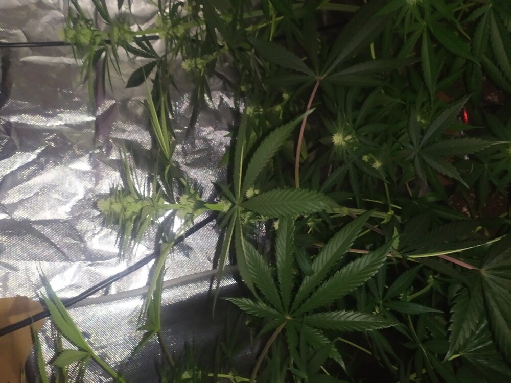 IMG_20200425_111128 (FILEminimizer).jpg