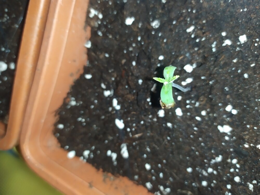 kk3 (FILEminimizer).jpg