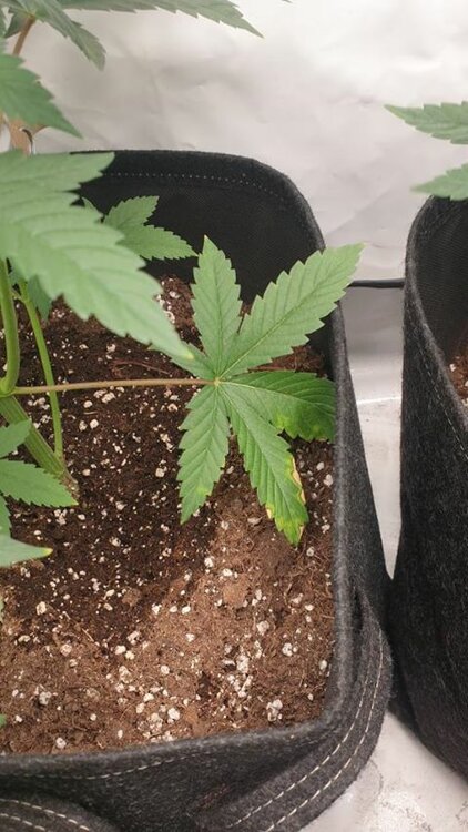 san fernando lemon kush.jpg