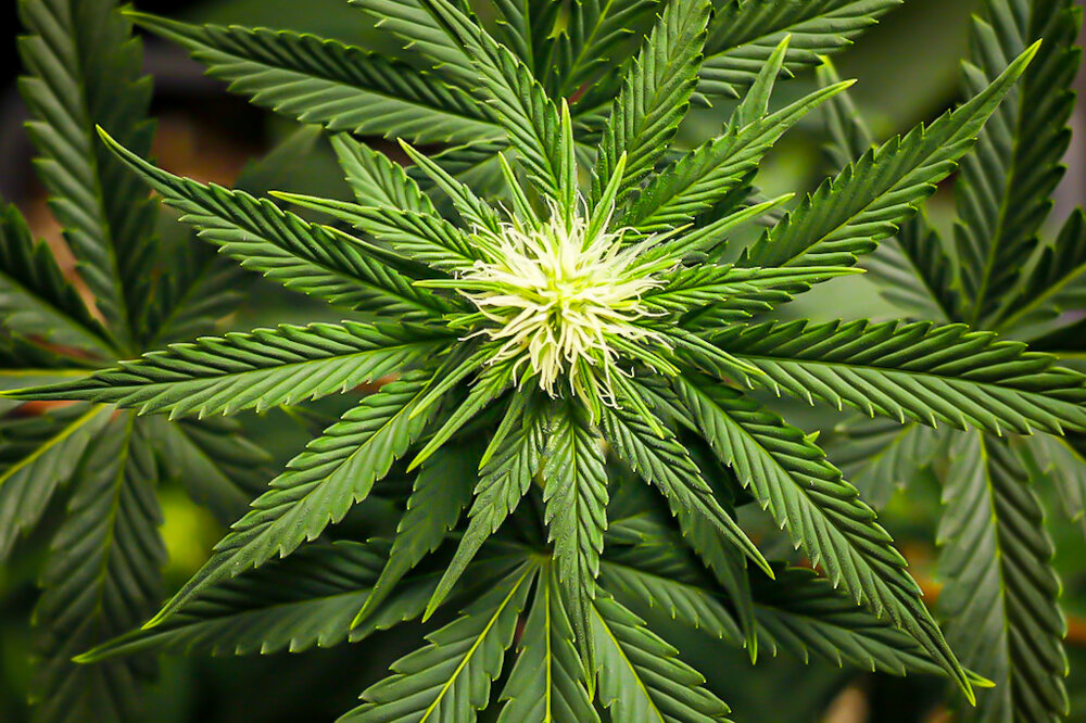 @HIDROPONICMAN-420 8.JPG