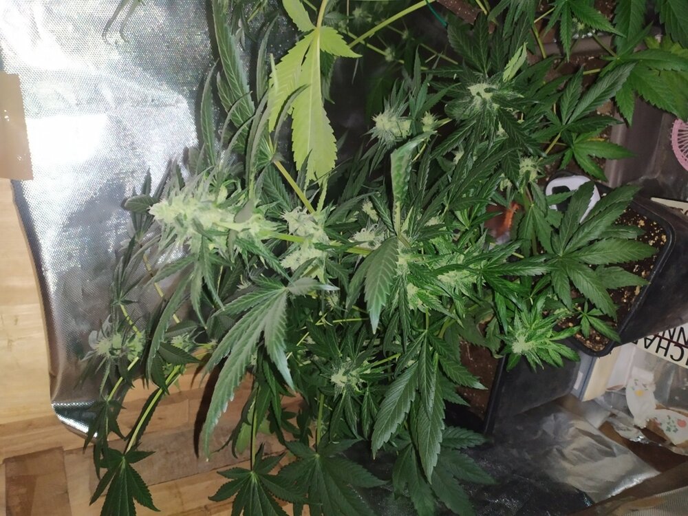 IMG_20200508_132601 (FILEminimizer).jpg