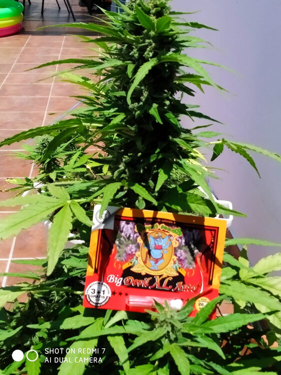 WhatsApp Image 2020-07-13 at 14.43.42 (2).jpeg