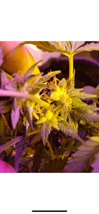 WhatsApp Image 2019-08-21 at 09.03.25.jpeg