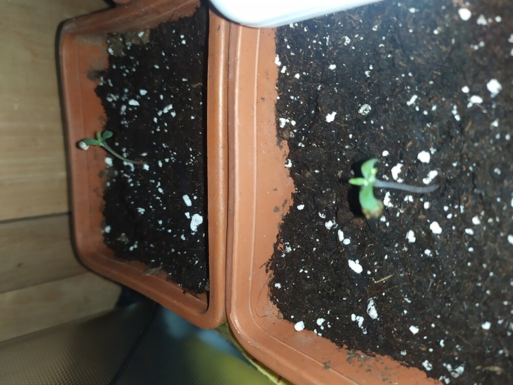 kk34 (FILEminimizer).jpg