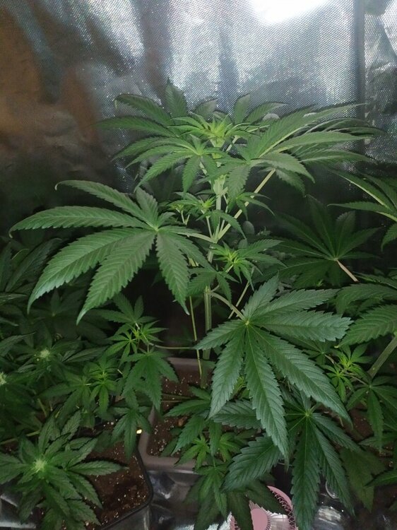 IMG_20200414_194326 (FILEminimizer).jpg