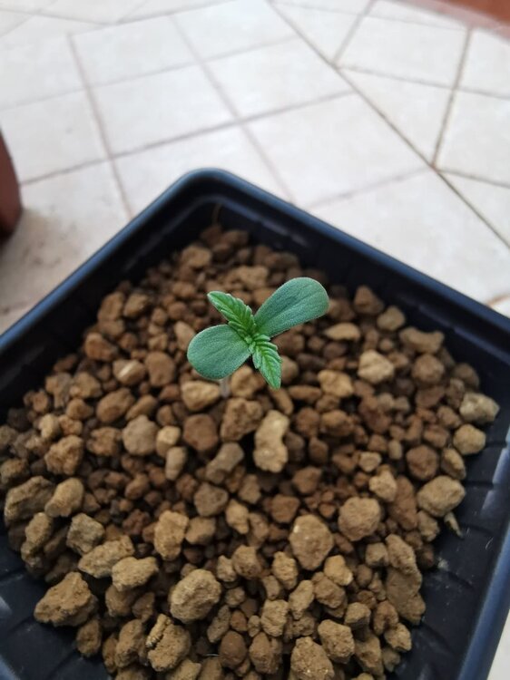 IMG_20200512_205605 (1) (1).jpg