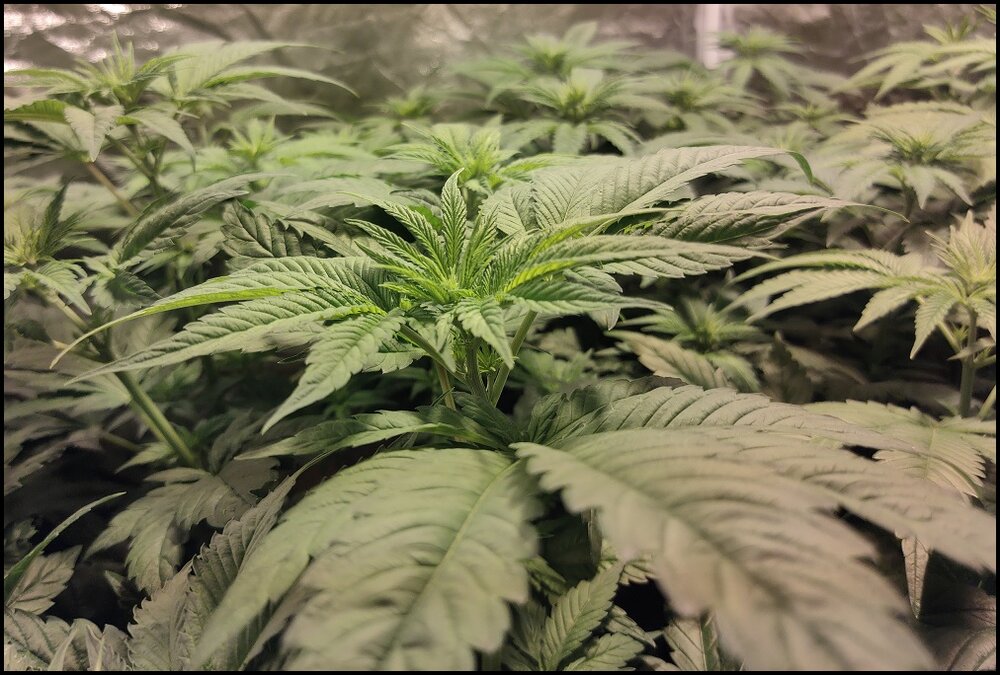 Floración 3.0.3.jpg