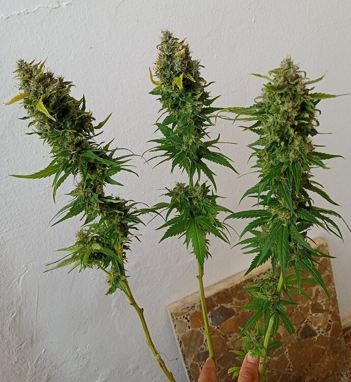 Black Jack 1 (2).jpeg