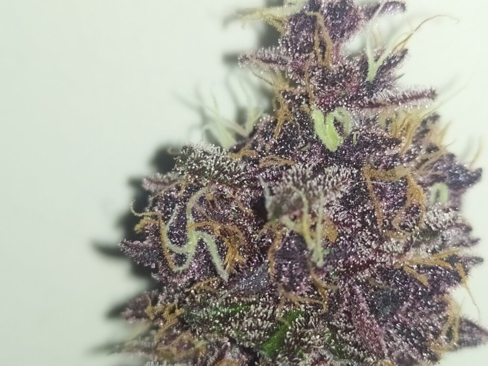 IMG_20200303_100555 (FILEminimizer).jpg