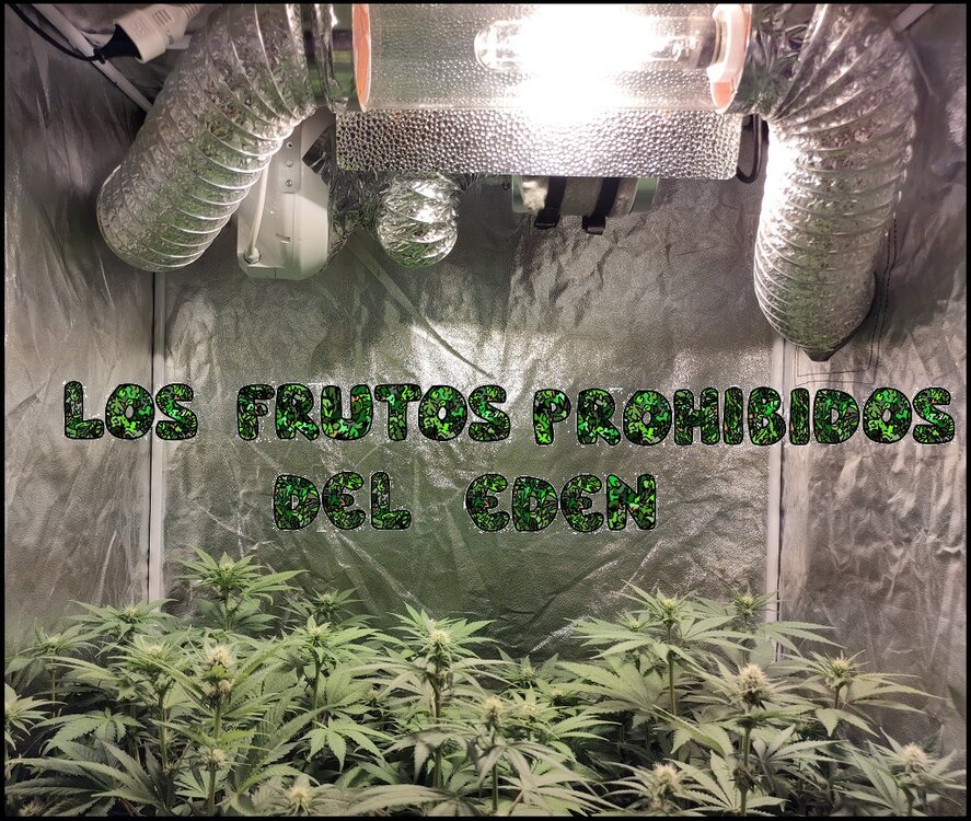 Floración 7.0.6.jpg