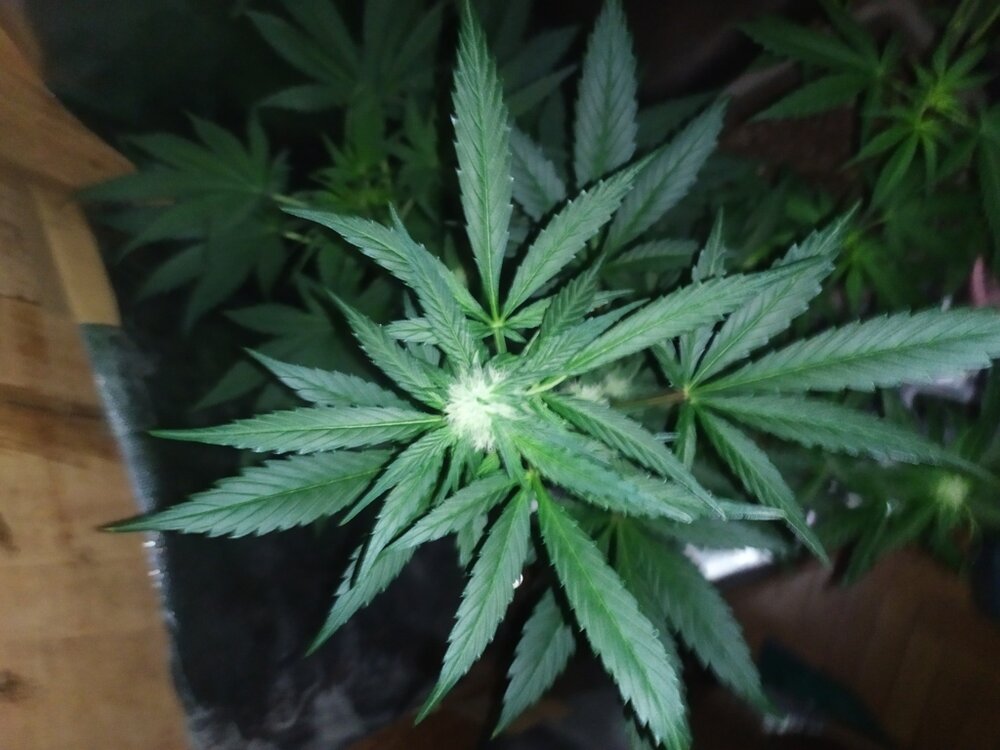 IMG_20200414_194414 (FILEminimizer).jpg