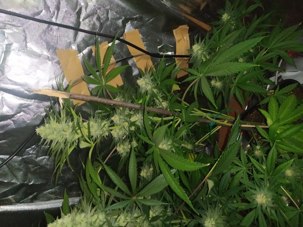 IMG_20200508_132253 (FILEminimizer).jpg