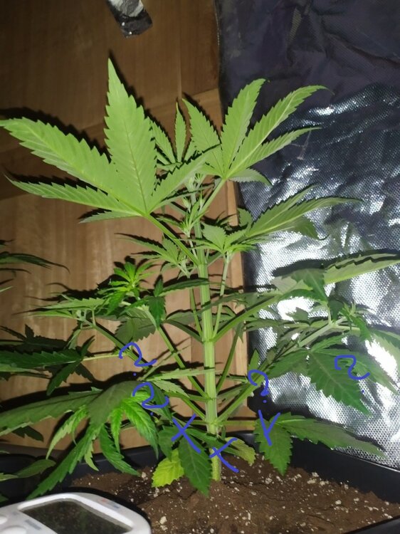 IMG_20200402_193139 (FILEminimizer).jpg