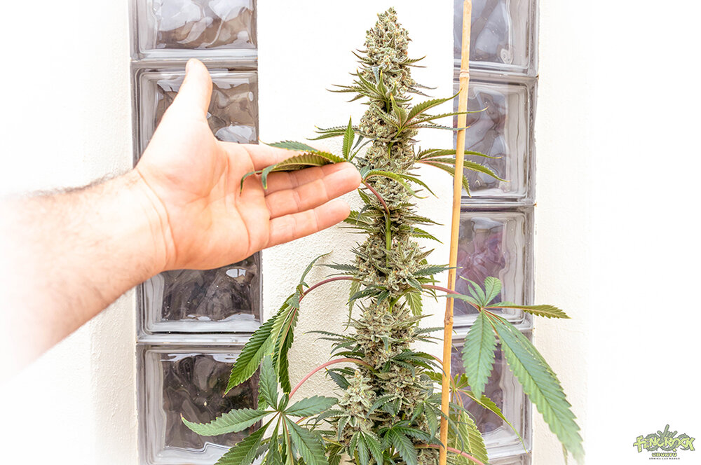 RED HOT COOKIES-3.jpg