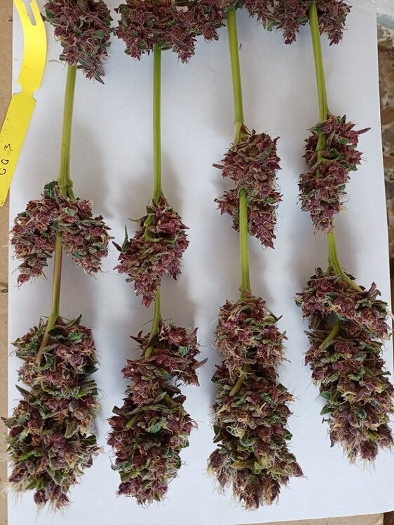 Tropicanna F1 (8).jpeg