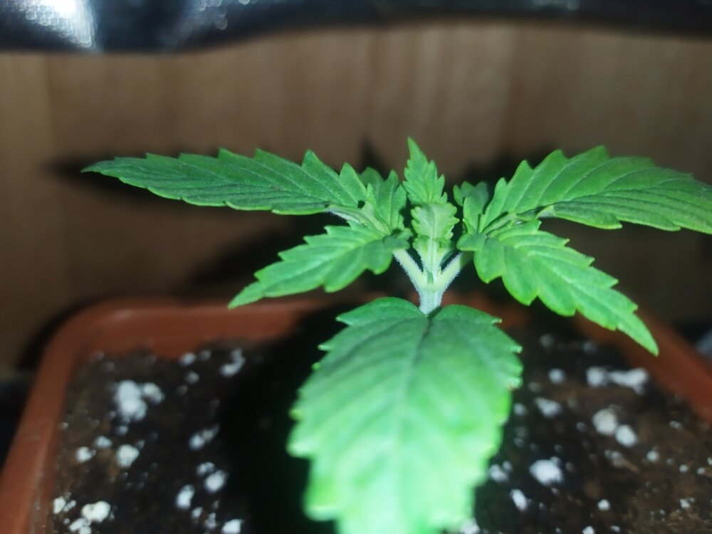 IMG_20200316_154803 (FILEminimizer).jpg