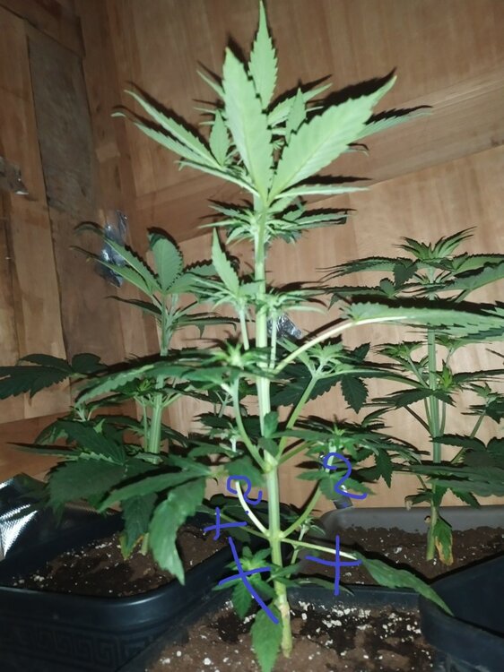 IMG_20200402_193210 (FILEminimizer).jpg