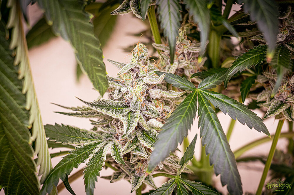 RED HOT COOKIES1.jpg