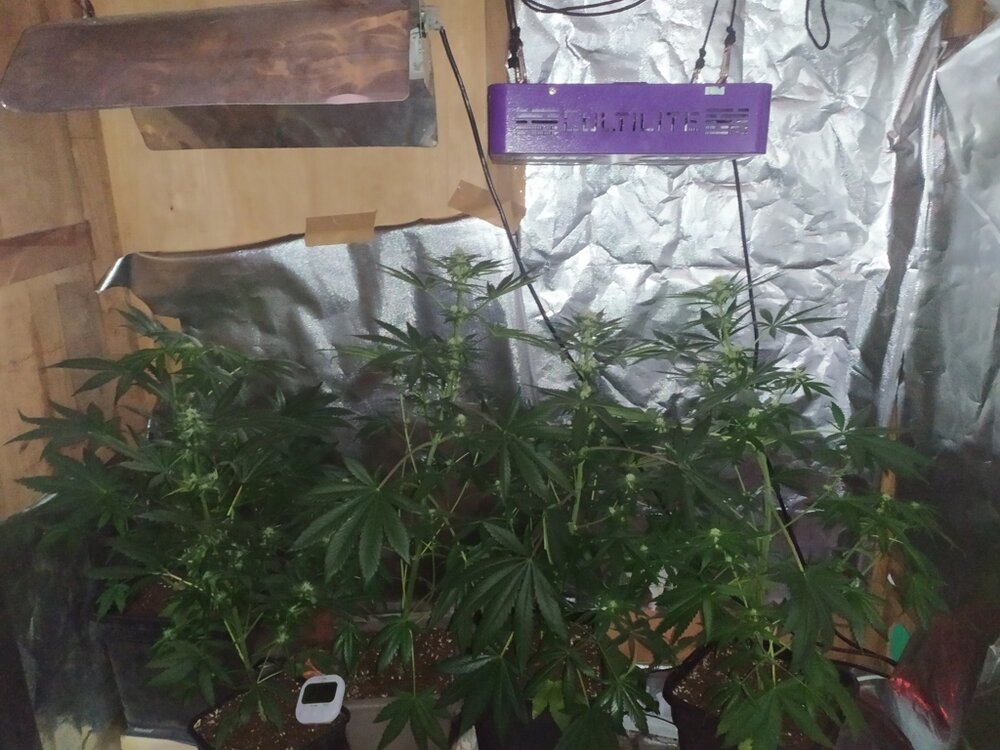 IMG_20200425_104312 (FILEminimizer).jpg